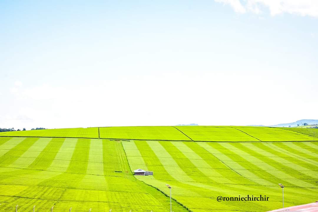 ItsMrTen's tweet photo. I love home, Kericho 💚💚🟢 https://t.co/FLE3Fj0Rtc