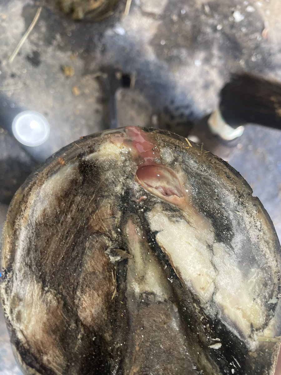 Well that would explain the three legged lameness