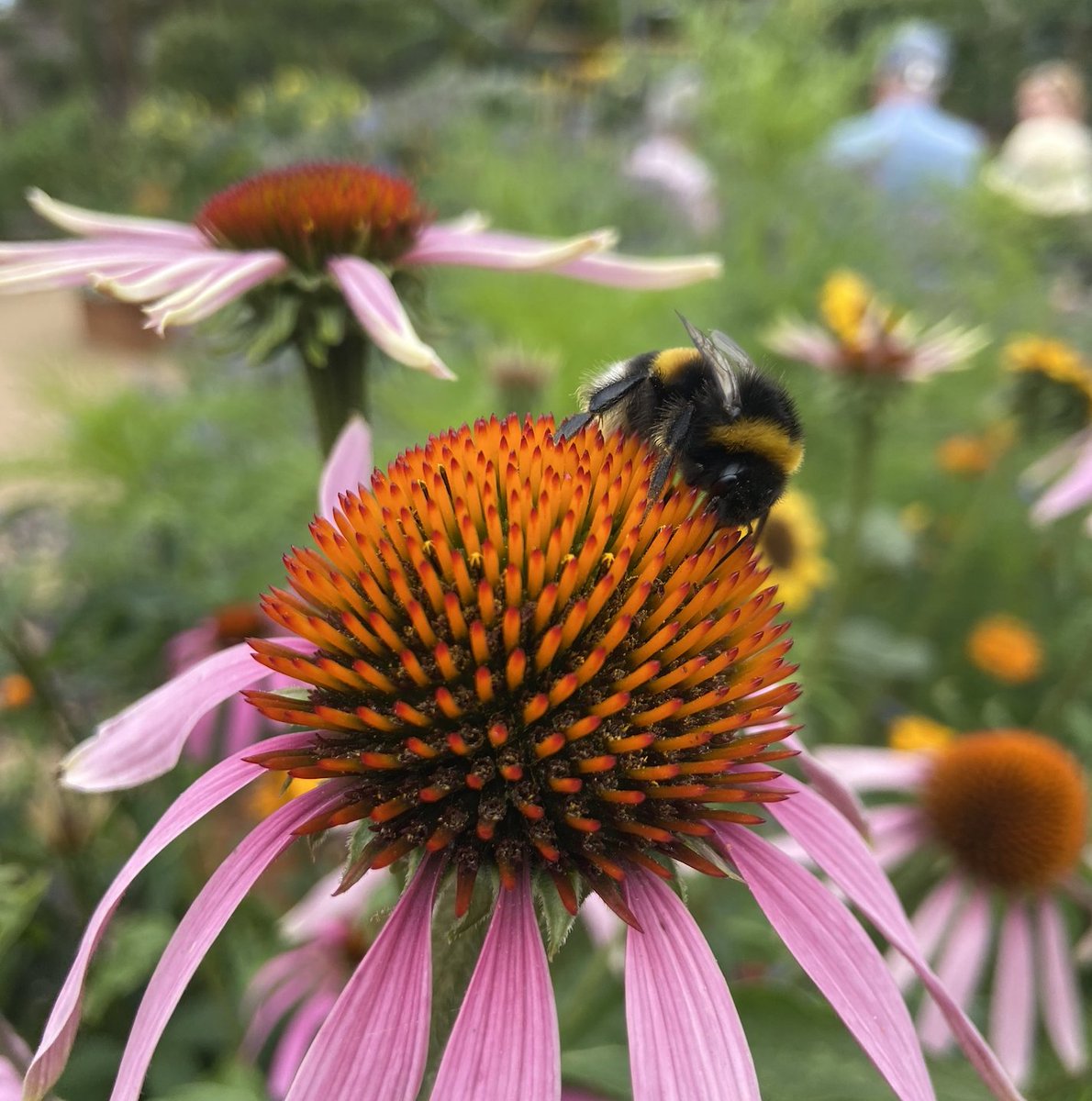 Are you passionate about #pollinators? Could you be a #lab wizard? Come and join an amazing #research project examining the impact of pesticide reduction on insects in the #ChannelIslands as a lab #technician at @BristolUni. For more details and to apply: jobs.ac.uk/job/DFR215/res…
