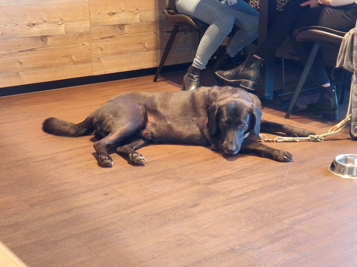 ChristophFreina's tweet image. Nachmittagsjauserl @ work mit #Dogcontent 🥰