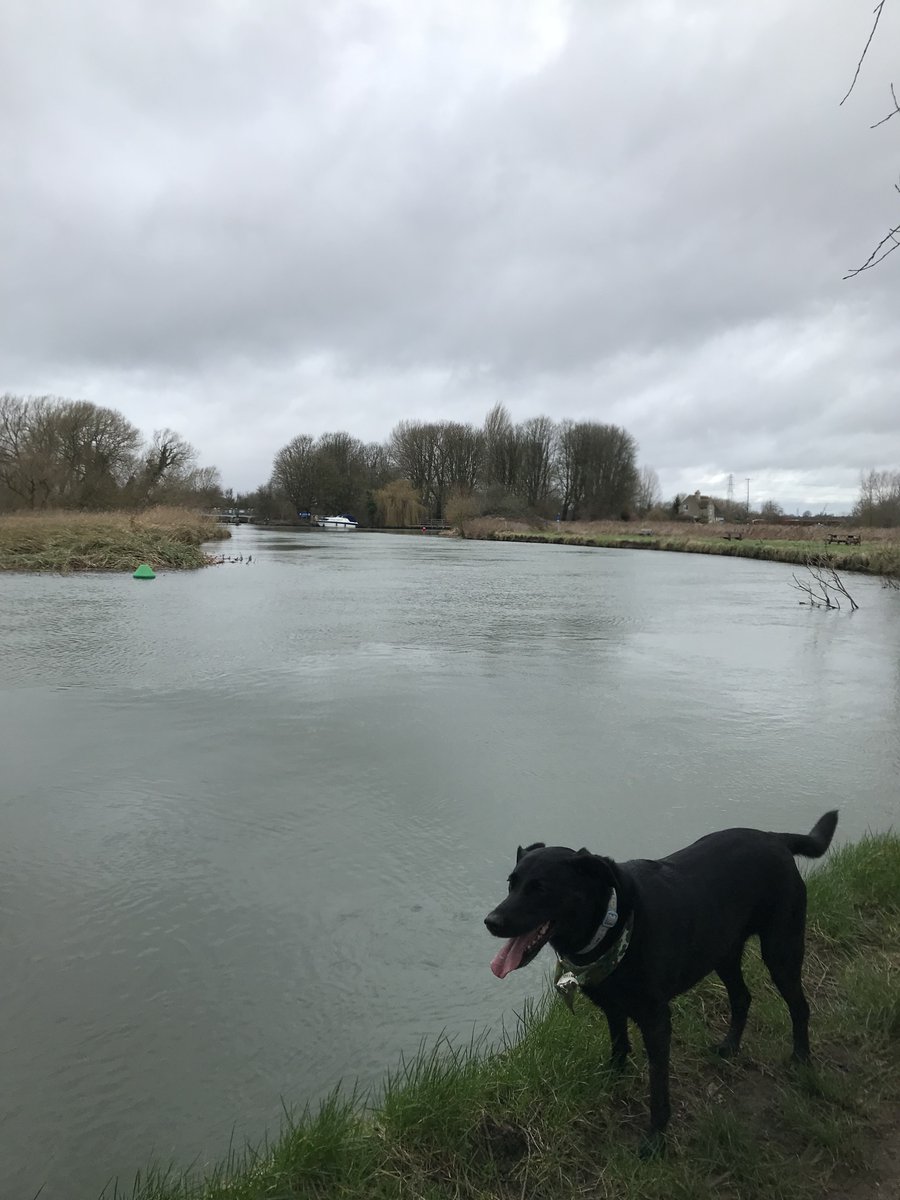 oxfordcitydog's tweet image. 🌟 Exciting news! Our second post in the "Breed Tails" series is here! 🐾 Dive into the canine world with my Labrador companion, Oak. #LabradorLove #BreedTails #DogBlog 📖👉

Read Full Post oxfordcitydog.com/breed-tails-la…