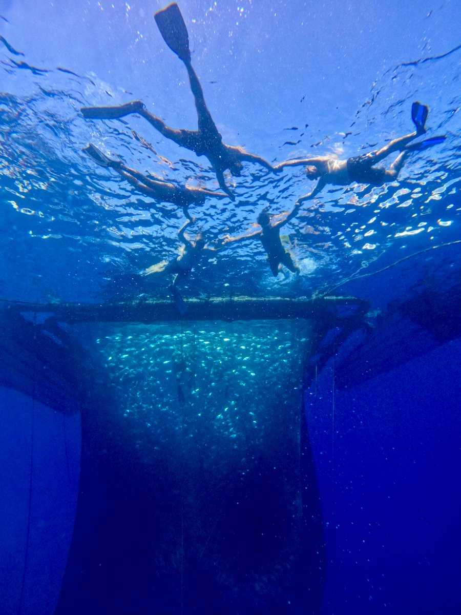 SEAentia's tweet photo. SEAentia attended the Kick-off meeting of the new Horizon Europe Project BlueAquaEdu, last October in Rhodes, Greece.

Click here to know about it:

https://t.co/z0ld9rlF3H

#BlueAquaEdu
#CINEA_EU
#EUGreenDeal
#EMFAF
#Education
#SustainableAquaculture
#CorvinabySEAentia https://t.co/JhJuW8Iafp