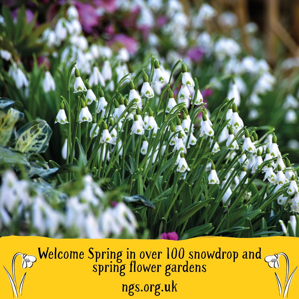 NGS Suffolk tweet media