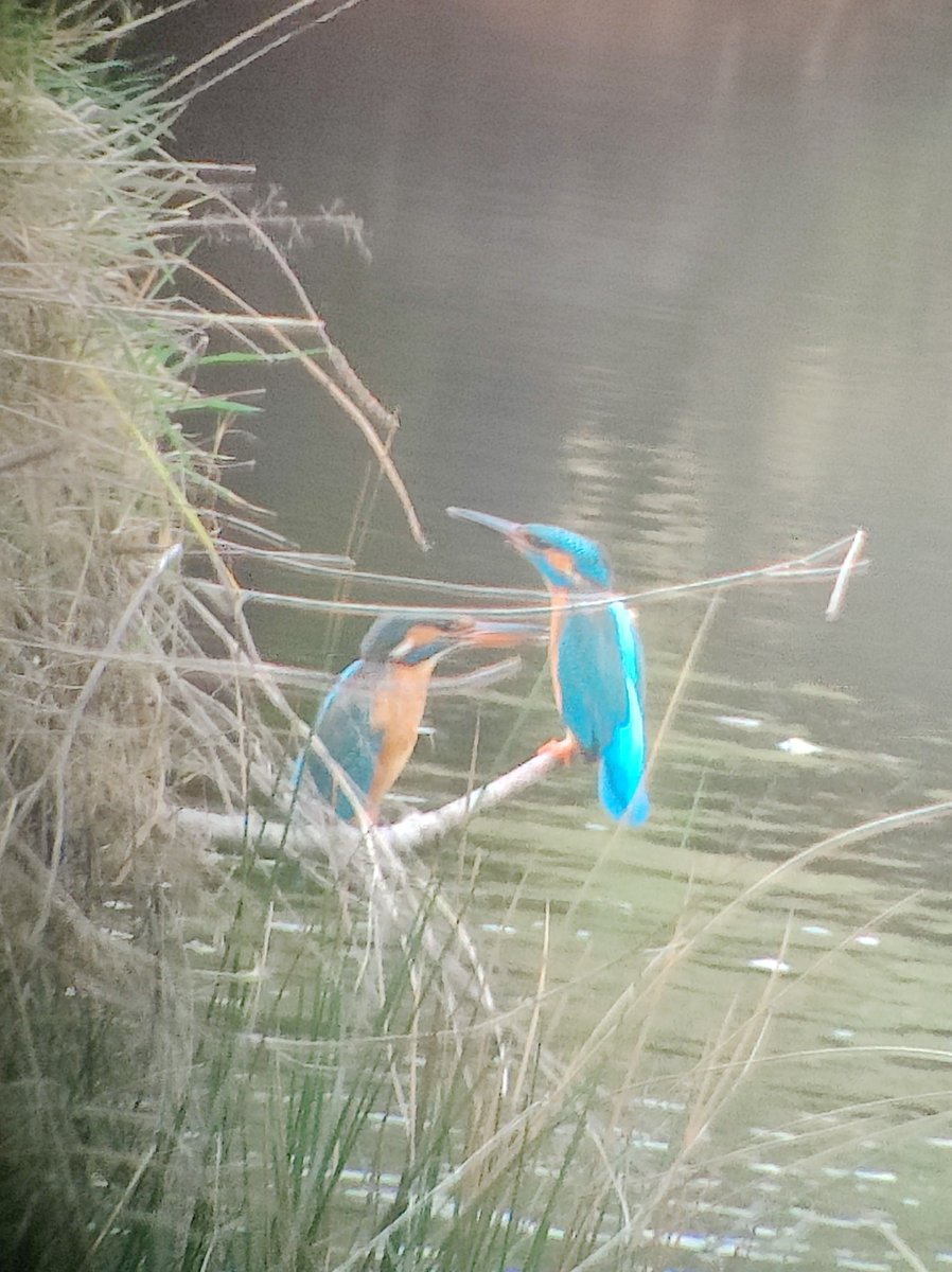 Een foto door de verrekijker gemaakt. Man en vrouw ijsvogel zaten een uur in een soort balts houding bij de nestwand. Bijzonder gedrag.