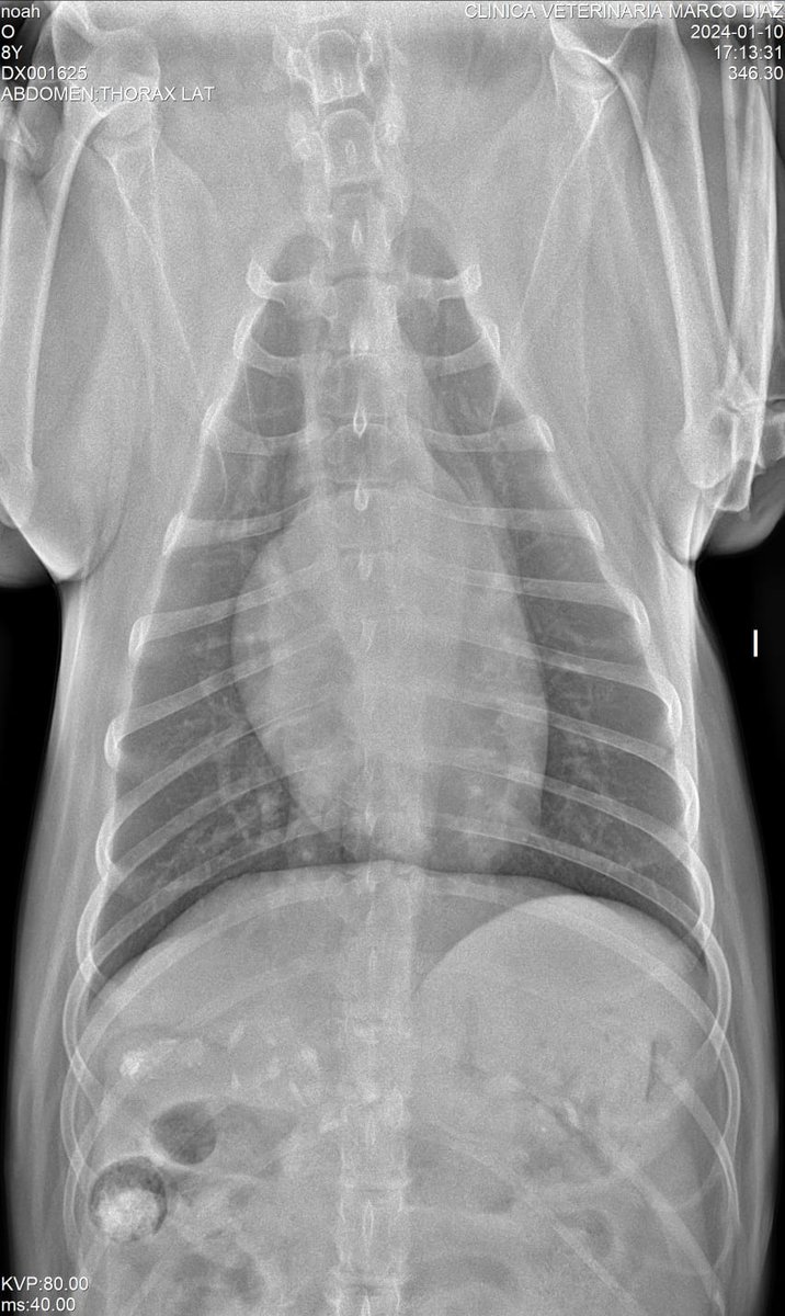 Daniela Liñan 🌸 tweet media