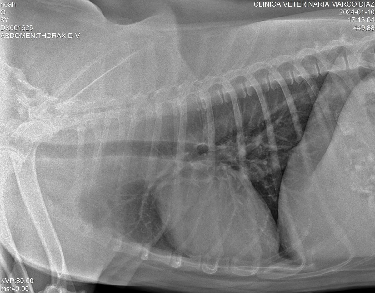 Daniela Liñan 🌸 tweet media