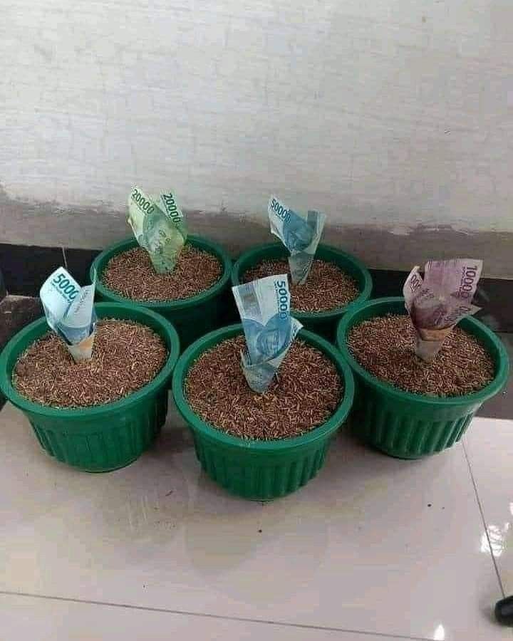beukibanyol's tweet photo. Ril pohon uang sih ini 😂
.
.
.
#bbrightvc #fcklive #bbtvi #meme #kocak #indoviral #dagelan #memekocak #TooMuch #videolucu #deprem https://t.co/Qj46CVeCqs