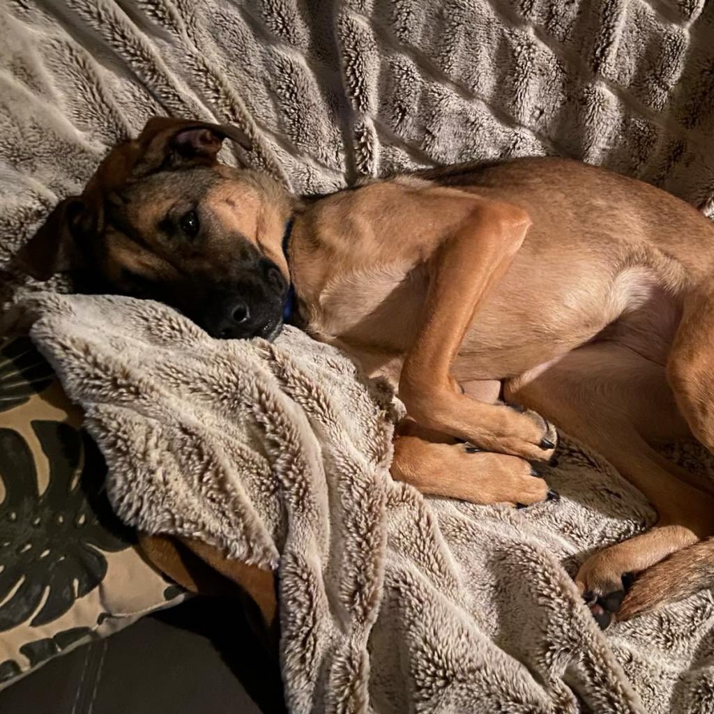 Bideawee's tweet photo. This cutie is Roxy &amp; she’s been a total gem in her foster home! She’s housebroken, doesn’t chew on anything she’s not supposed to &amp; is just a goofy, happy gal who likes to be near her person. Meet her by submitting an online app: https://t.co/7Ejlh0PhBR https://t.co/UxxAJGCVdr