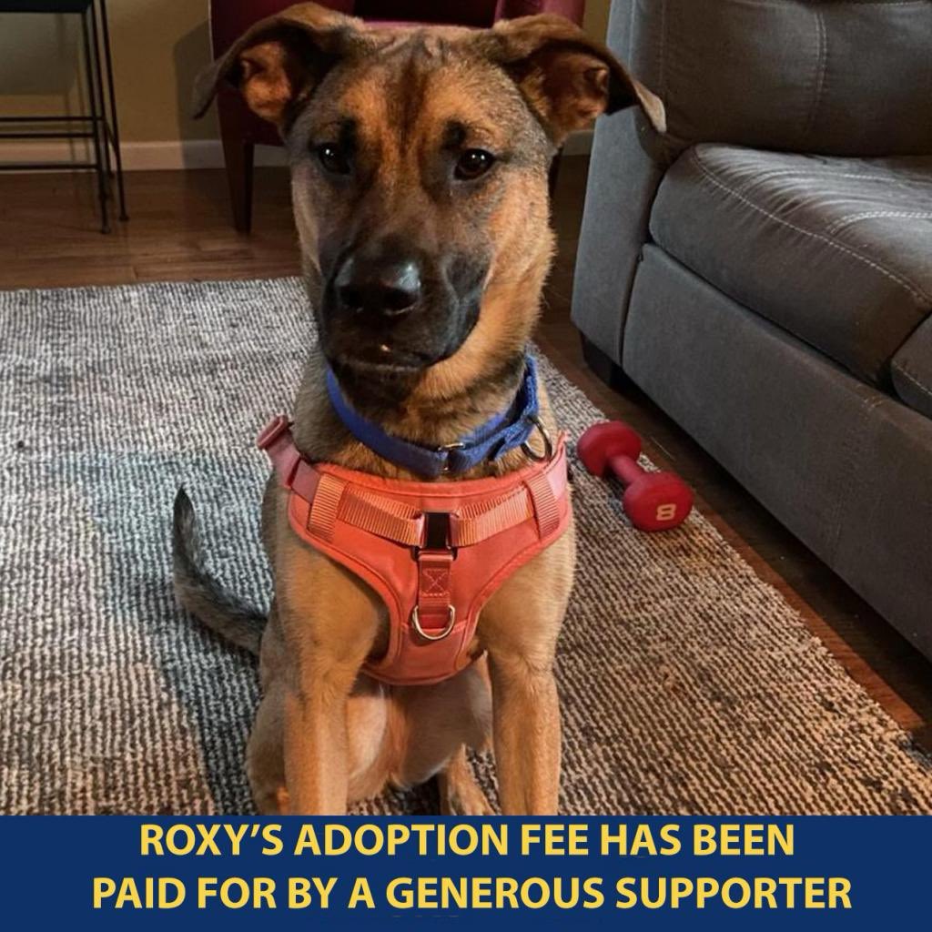 Bideawee's tweet photo. This cutie is Roxy &amp; she’s been a total gem in her foster home! She’s housebroken, doesn’t chew on anything she’s not supposed to &amp; is just a goofy, happy gal who likes to be near her person. Meet her by submitting an online app: https://t.co/7Ejlh0PhBR https://t.co/UxxAJGCVdr