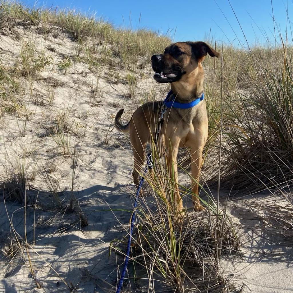 Bideawee's tweet photo. This cutie is Roxy &amp; she’s been a total gem in her foster home! She’s housebroken, doesn’t chew on anything she’s not supposed to &amp; is just a goofy, happy gal who likes to be near her person. Meet her by submitting an online app: https://t.co/7Ejlh0PhBR https://t.co/UxxAJGCVdr