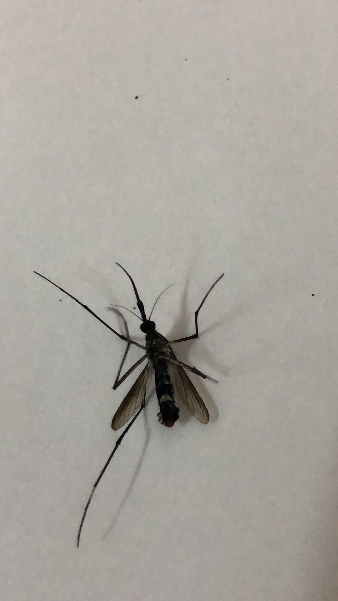 mdickso's tweet photo. Which breed of mosquito is this? https://t.co/WgBdNgk5dy