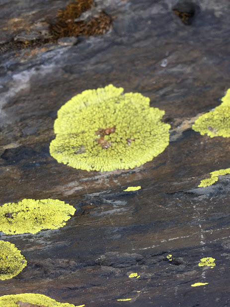 Algae feeds, fungus shields, Lichen:their tender love bond- Moon surfaces on stone #lichen #algae #Fungus #LOVETRIGGER #stone #mooning