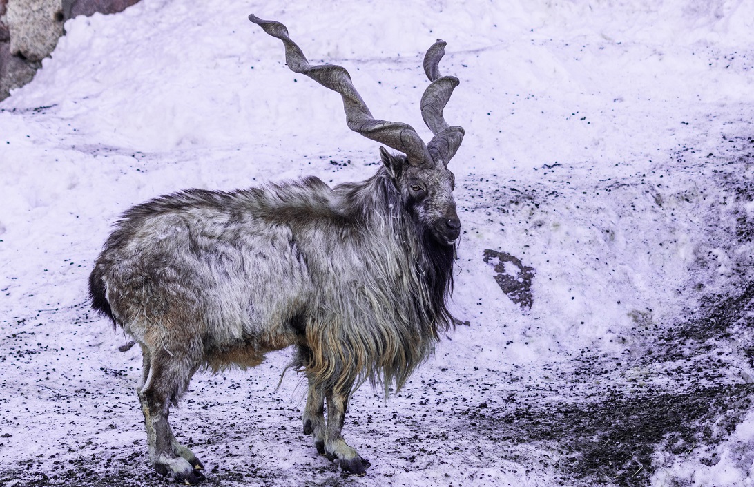 The Hindu Kush Himalaya is a ‘biosphere on the brink’, warns <a href="/icimod/">ICIMOD</a> at the Third Lead Authors meeting of <a href="/IPBES/">ipbes</a> nexus assessment.

downtoearth.org.in/news/wildlife-…