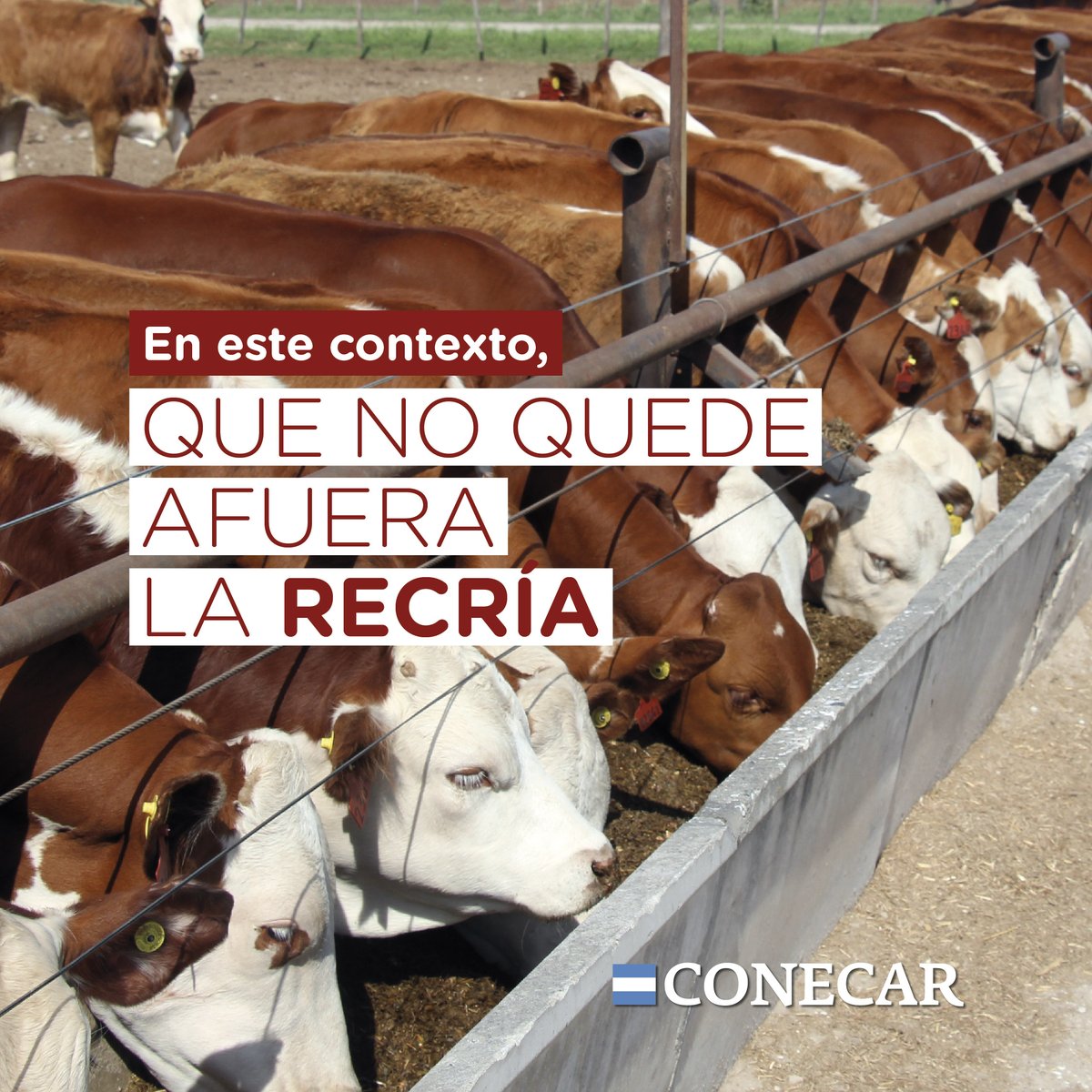 CONECAR's tweet image. RECRÍA EFICIENTE

Desde hace muchos años trabajamos para generar información y fortalecer nuestros programas sobre un sistema necesario para una etapa fundamental de la #GanaderíaArgentina.

➡️ #PROVANT es Nuestro Programa Nutricional de Recría🐂.