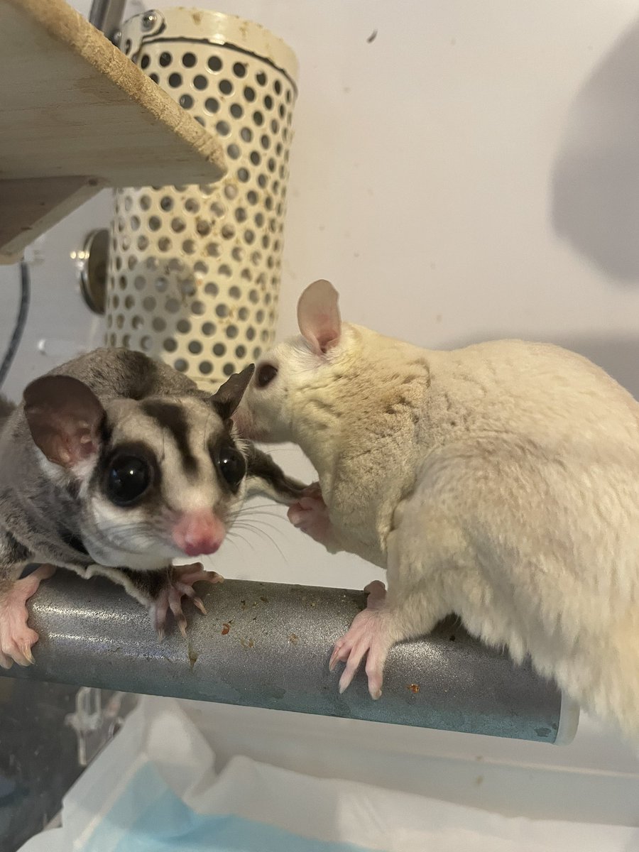 HamstarMelon's tweet image. 固く手を握るハグちゃん。

なんかペグちゃんにお願いした？

#ペグちゃん
#ハグちゃん
#フクロモモンガ