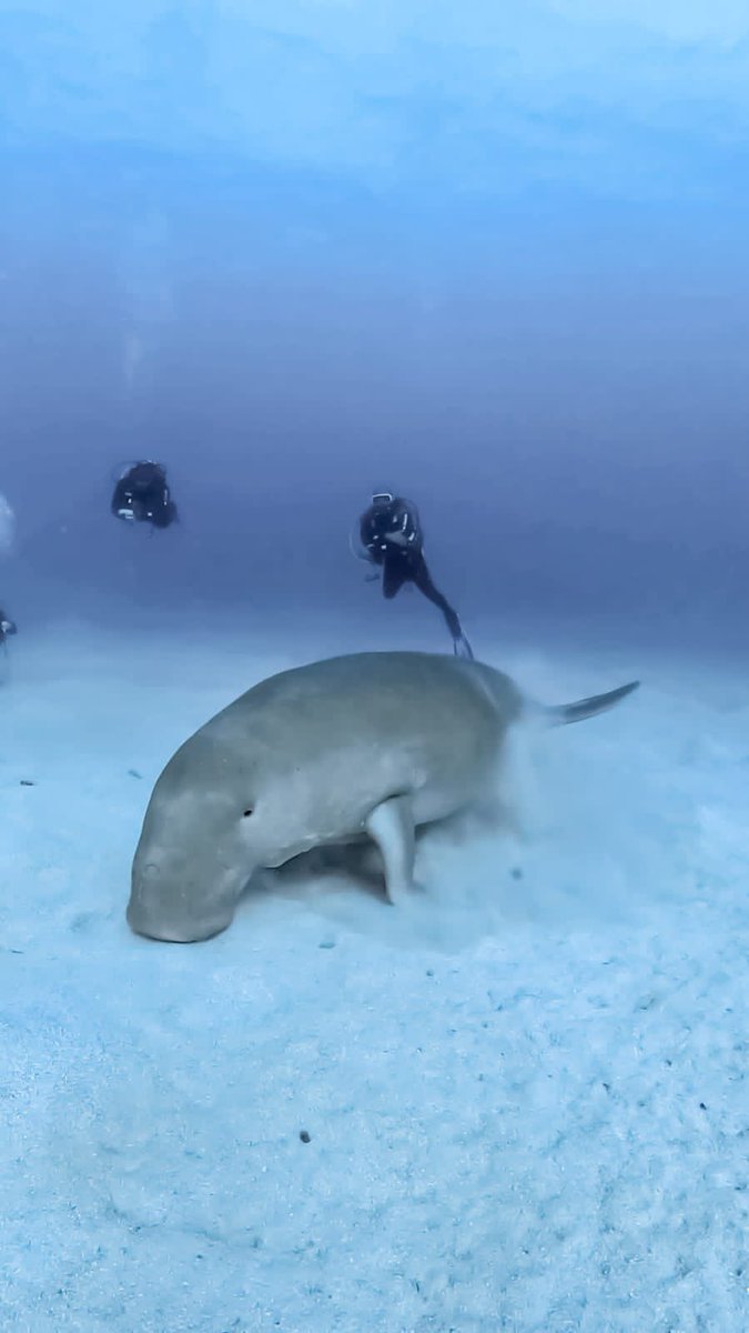SeaTroops's tweet photo. Follow for more awesome Ordinals & NFTs inspired by marine life photography, to make a real difference for our oceans. Join the movement! #SeaTroops #NFTs #Web3 #Ordinals #NfNemo๐๐ https://t.co/LVGRwGqpuU