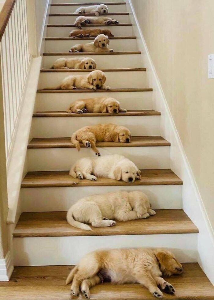 puppies video tweet media