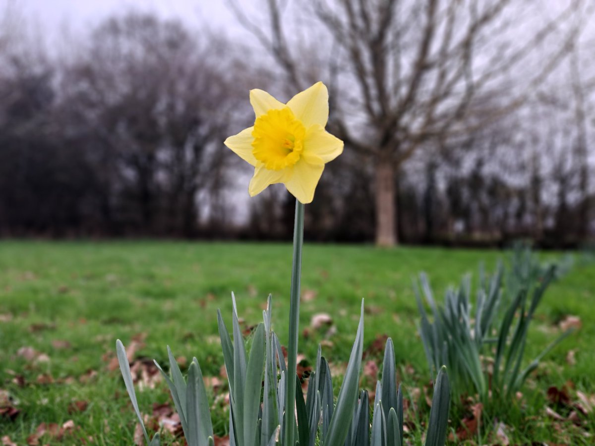 Signs of Spring at today's ceremony... 💛

#EmmaTheCelebrant 
#funeralcelebrant 
#celebrationoflife