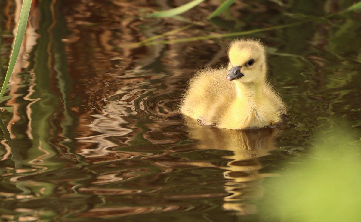 USFWSMtnPrairie tweet picture