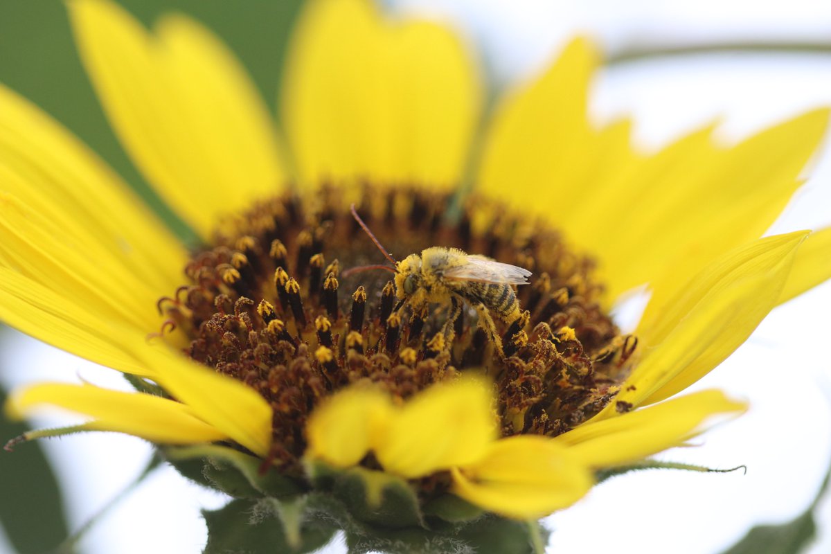 USFWSMtnPrairie tweet picture