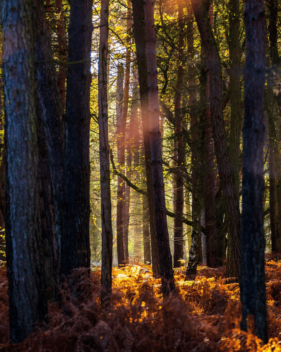 iamtreedwellers's tweet image. “It seems like everything sleeps in winter, but it’s really a time of renewal and reflection.” – Elizabeth Camden 💚

Winter beauty captured by @georgearchiphoto 📸

 #WinterReflection #WinterRenewal #WinterBeauty #CornburyPark #IAmTreeDwellers