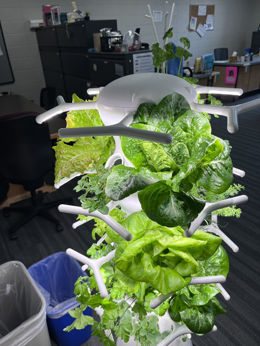 Newfound love. Coming in after a weekend away to see how much the plants have grown!! <a href="/EricaYoss/">Erica Yoss</a>  <a href="/SDWEnvEd/">SDW Environmental Education</a> #embeddedagriculture