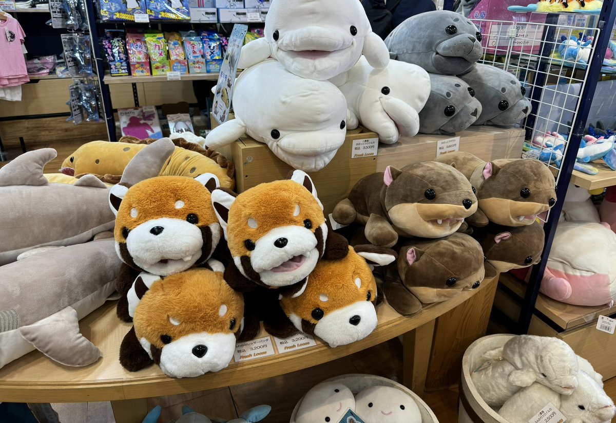 八景島シーパラダイスでスタッフさんが「チーム控室に置くぬいぐるみ