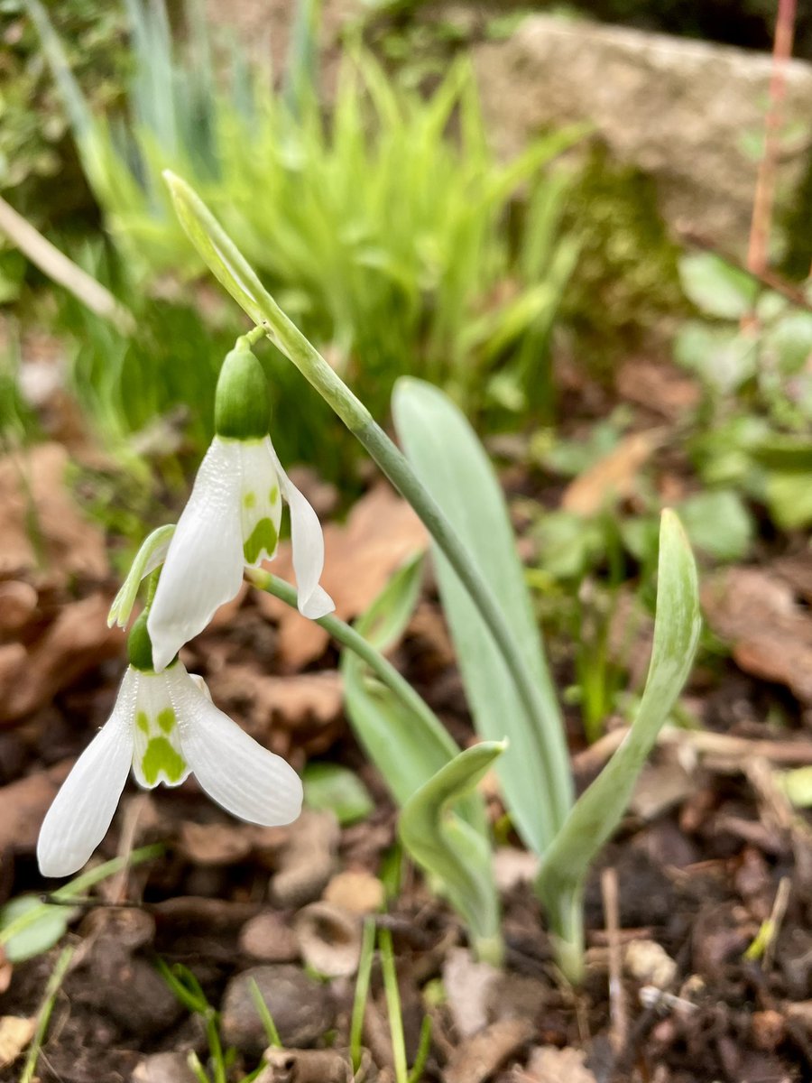 What’s the cultivar for these snowdrops please, ‘grumpy spaniel’? #galanthophile #snowdrops