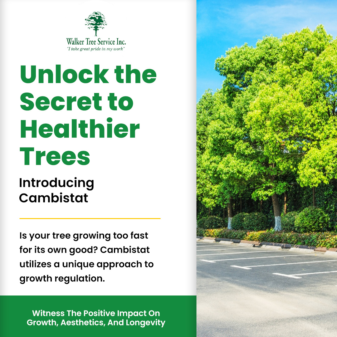 TreeWalker's tweet image. Using Cambistat can ensure that your trees not only thrive but also withstand the challenges of urban environments. Trust the professionals at Walker Tree Service to provide expert care and unlock the true potential of your trees. 🌳#WalkerTreeService #HealthyTrees #Cambistat