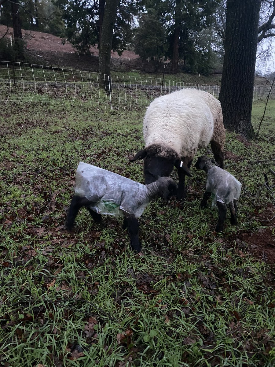 Sheepherder Scientist tweet media