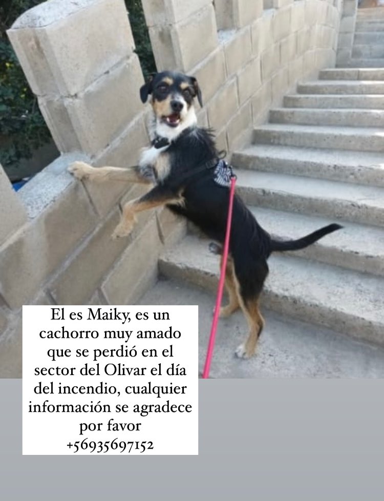 Makapz09's tweet photo. Gente el es Maiky, es el cachorro de mi mejor amiga, desapareció en el sector del Olivar en Viña del mar, por favor cualquier información a los datos de la foto 🥺
#incendio #MascotasIncendios #MascotasPerdidasenincendio 
#viñadelmarincendio
#IncendioChile https://t.co/BZempL4oIa