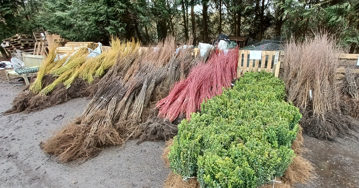 Colchester City Council tweet media