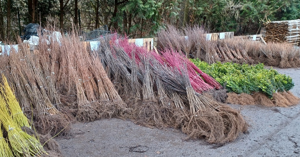 Colchester City Council tweet media