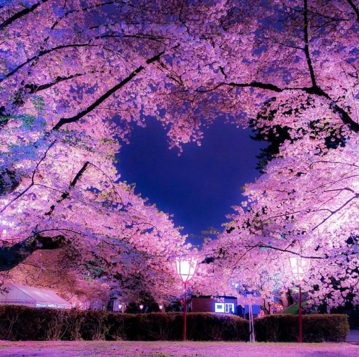 Deep in our hearts
The light of heaven is shining.

Rumi