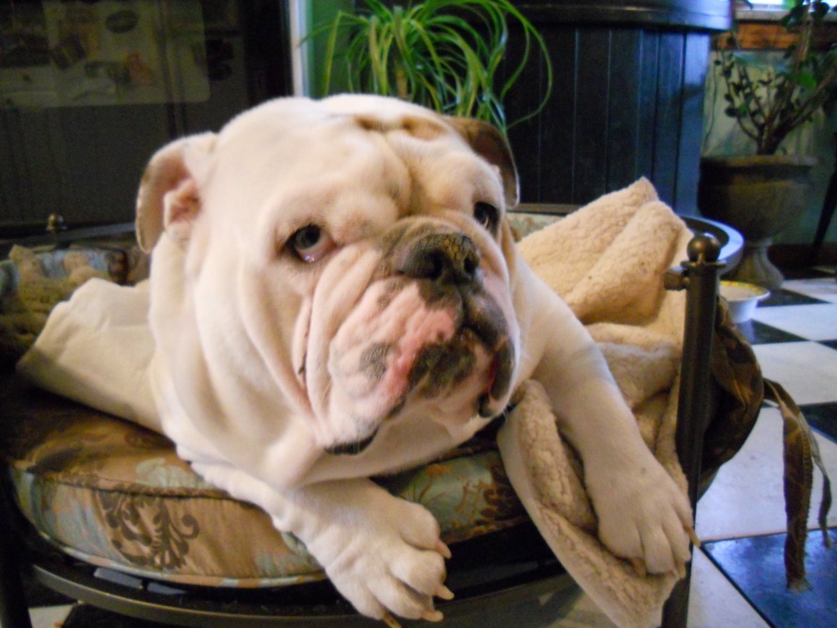 Gertie the Bulldog tweet media