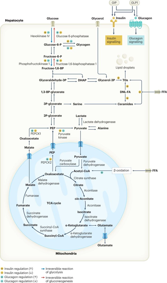 NEW! This Figure shows an overview of glucose metabolic pathways in the hepatocyte. Find out more about hepatic glucose metabolism in the steatotic liver here nature.com/articles/s4157… #NAFLD #MASLD