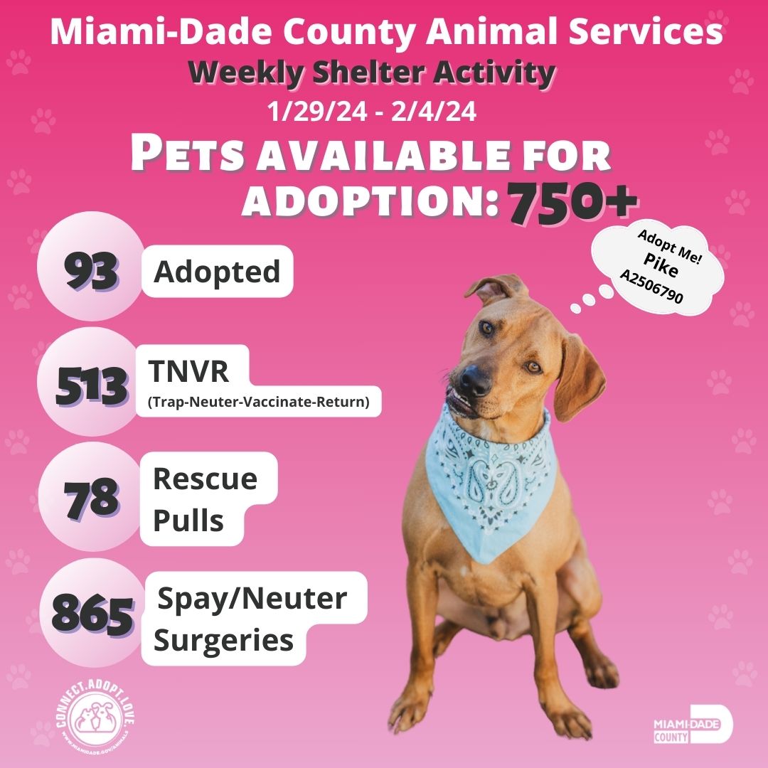 Weekly wins for furry friends! #MiamiDadeCounty Animal Services proudly shares the incredible numbers achieved in adoptions, TNVR, rescues, and spay/neuter efforts. Let's continue this life-saving journey together! 🐾  #AdoptDontShop #MiamiShelter #TNVR #Rescue #SpayNeuter