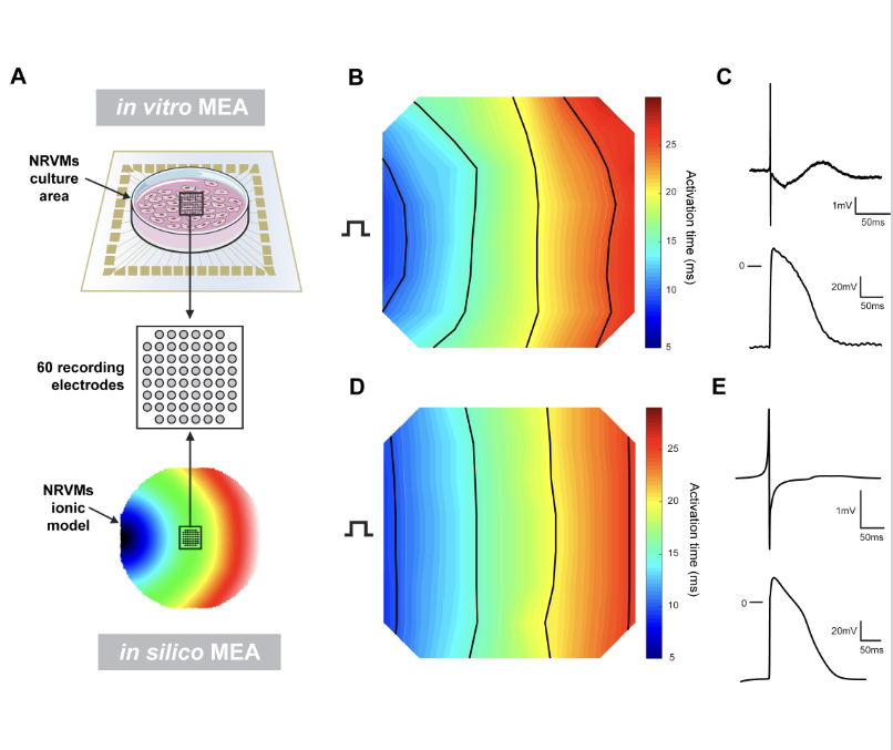 ajpheartcirc's tweet photo. #ArticlesInPress: Excitation-Contraction Coupling, #Electrophysiology, and Arrhythmias
Interpretation of field and LEAP potentials recorded from #cardiomyocyte monolayers
(Auriane C. Ernault et al.)
https://t.co/lm953wW30H
#FieldPotential #LEAP #Monolayer https://t.co/WuMiGIq2sw