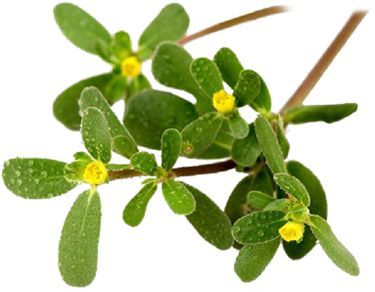 ParadigmScience's tweet image. Portulaca Extract is manufactured by Hyundai Bioland and is derived from Portulaca Oleracea (PO). PO is known to have high levels of Flavonoids and Omega 3 fatty acids. 

For more information visit our website at :

ParadigmScience.com