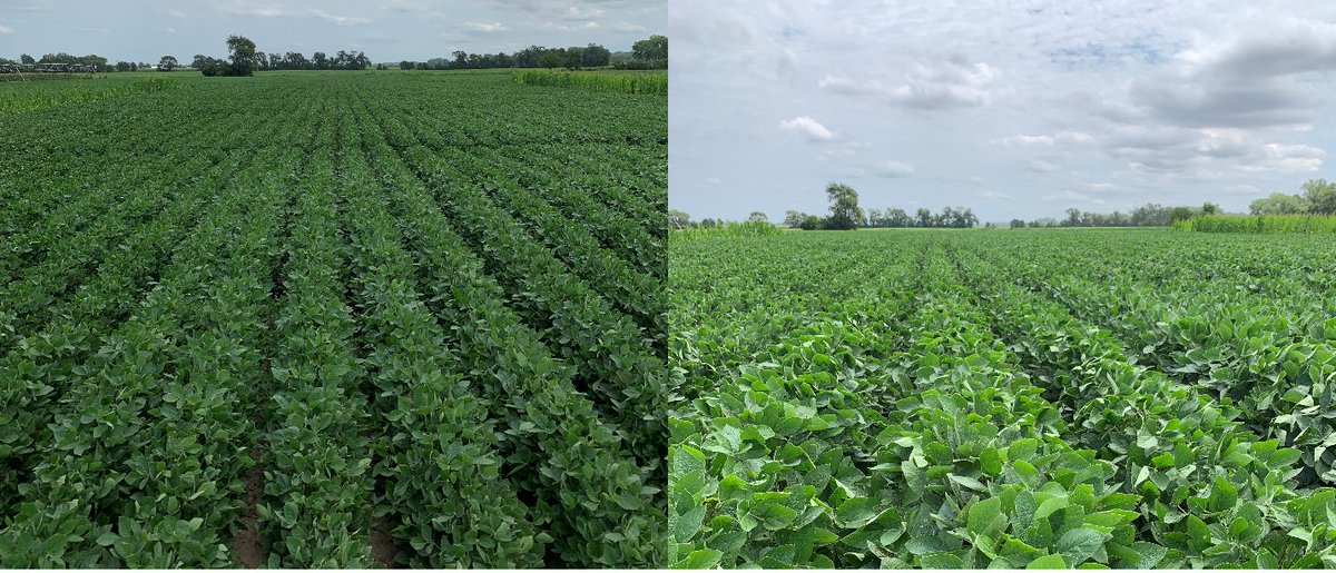 SoyResearchInfo's tweet photo. Soybeans are an important contributor to the nitrogen cycle. Researchers with @KsSoybean and 11 other states are exploring how N and S affect yield. The study is conducted independently in each state, and results compiled for general conclusions. #USSoy https://t.co/jQqaP2oLmg https://t.co/v6yN3dLcSF