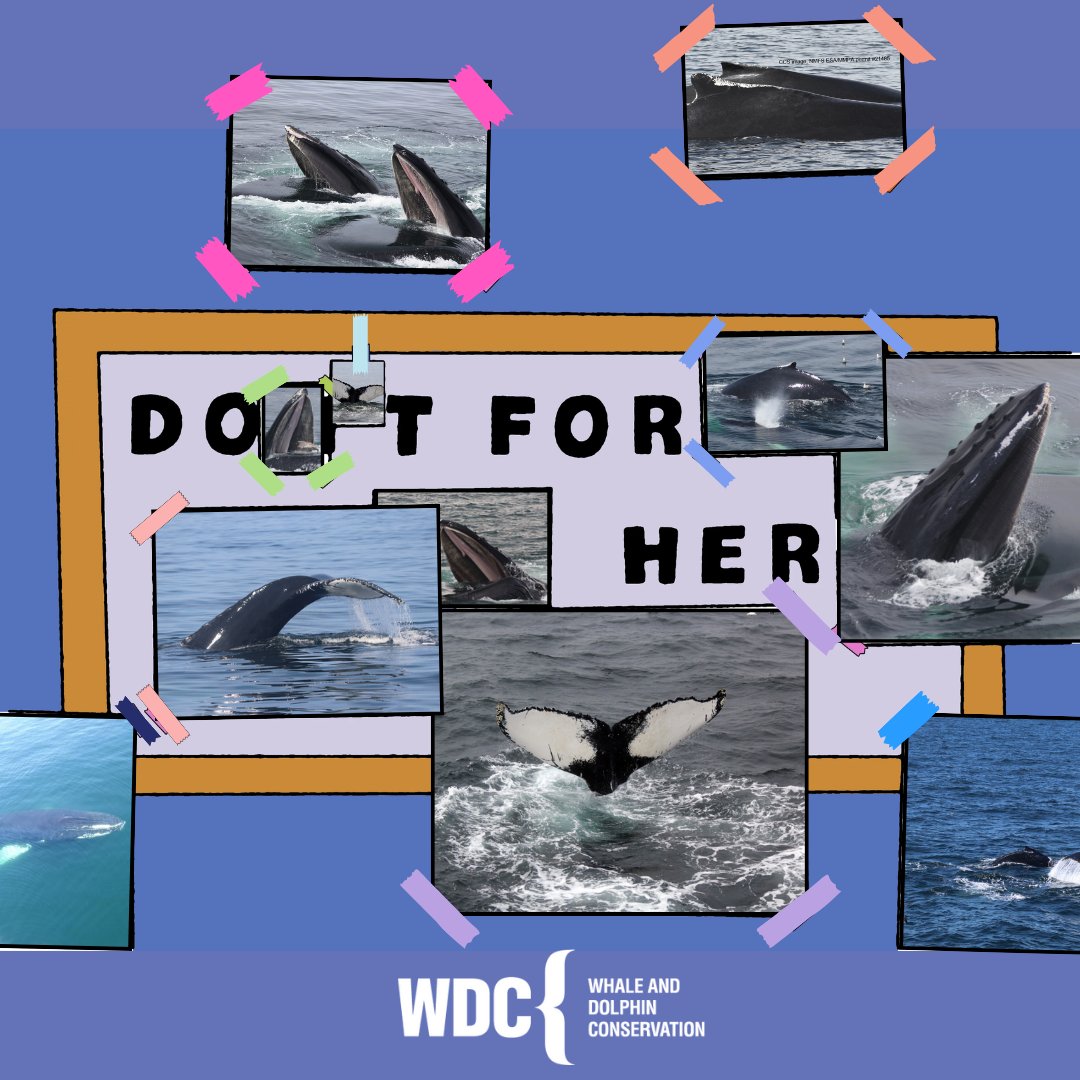 If ever things get difficult, just remember who it's all for... That's right, Salt the #HumpbackWhale. If you need a little extra pick-me-up, consider signing up for our e-newsletter for more regular updates on all of Salt's adventures! bit.ly/3HGZkJb