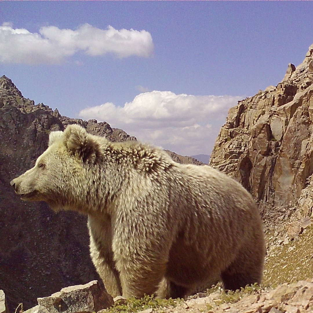 📸 Himalayan brown bear spotted on a camera trap in Kyrgyzstan. Camera traps are an essential tool in conservation monitoring and these were originally set up to help us count marmot individuals and family groups within the Besh-Aral State Nature Reserve.