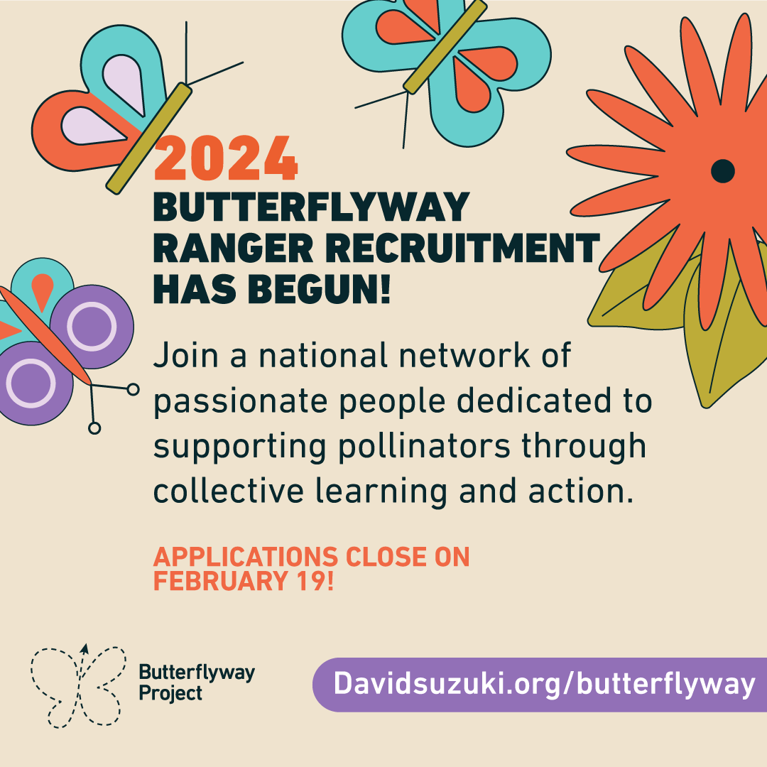 DavidSuzukiFDN's tweet photo. Are you a plant and pollinator enthusiast whoโs ready to take this interest to the next level? Well scroll no further, because our Butterflyway Ranger recruitment is officially open! Submit your application by Feb 19: https://t.co/soConruGwh #Butterflyway #SupportPollinators https://t.co/JJgMcPyV2x