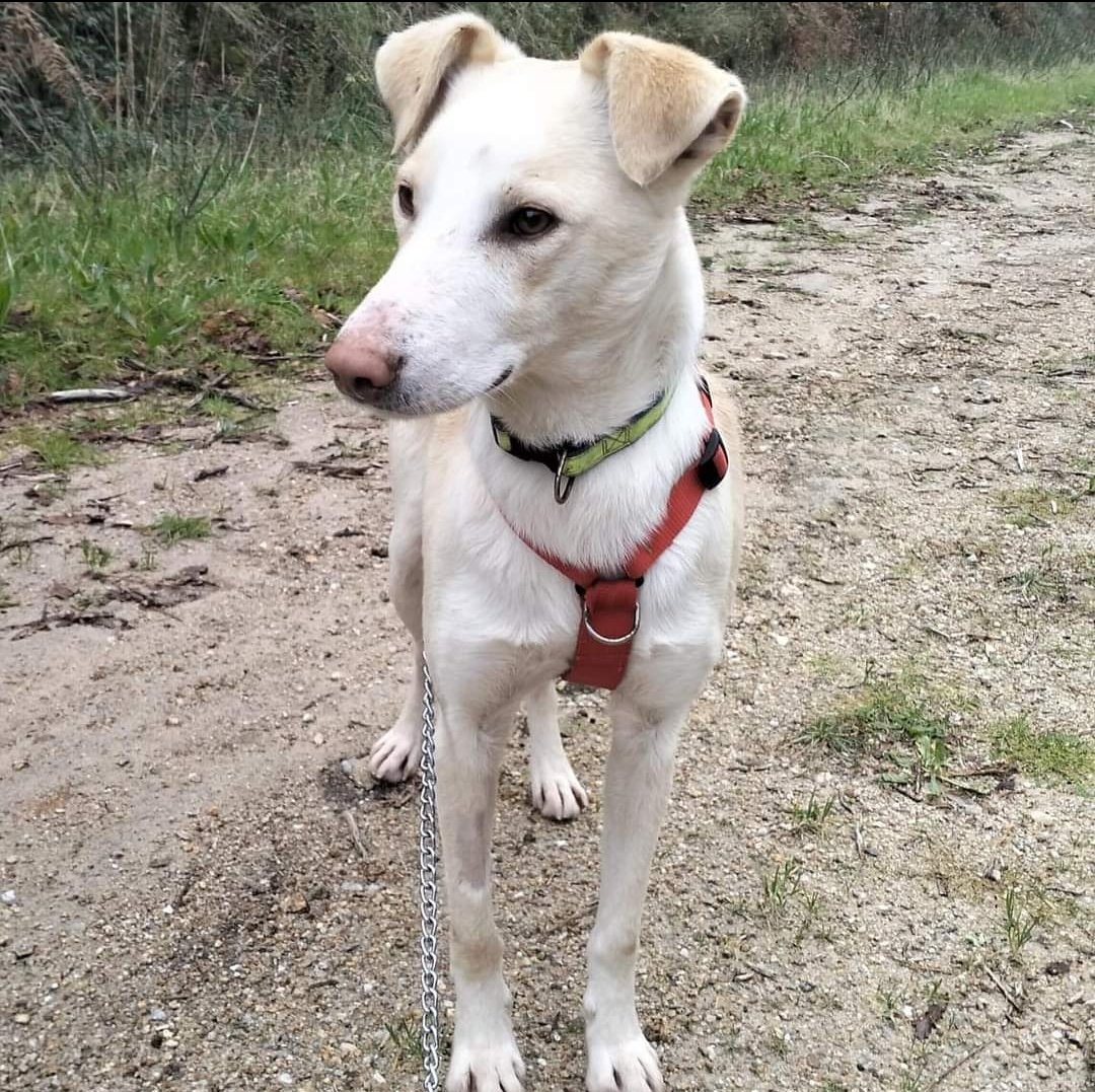 ranimal_ohana's tweet photo. ‼️ROY Y RAY EN ADOPCIÓN‼️

Estos dos pequeños tienen 3 años y ambos pesan 13kg. Roy es más bajito y anchote y Ray más alto y delgado. Ellos vivieron el abandono juntos y ahora viven juntos en el refugio, son bastante dependientes el uno del otro pero sabemos que pedir una https://t.co/V8MTG3HHA7