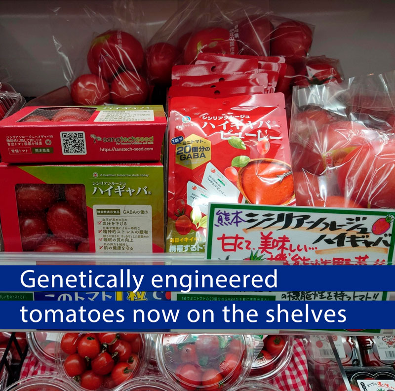 testbiotech's tweet photo. (1/2) #geneticallyengineered tomatoes on the shelves:
The first #CRISPR tomatoes are on the shelves in Japan. Neither the benefits nor the risks have been investigated in detail. Consumption is not recommended for pregnant women.
https://t.co/dUvVFb08Fk https://t.co/F0pd0EXz3k
