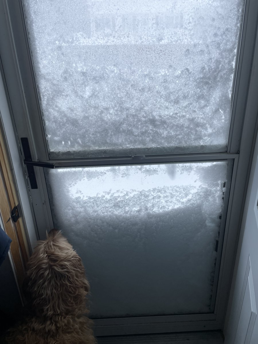heather_kearney's tweet photo. When your dog is desperate to get out for a pee, but door #1 is blocked and door #2 wasn't much better! Thankful for an extra wide window in our sunroom #NSStorm #snowmageddon #CapeBreton #NovaScotia https://t.co/4KYuEoygK5