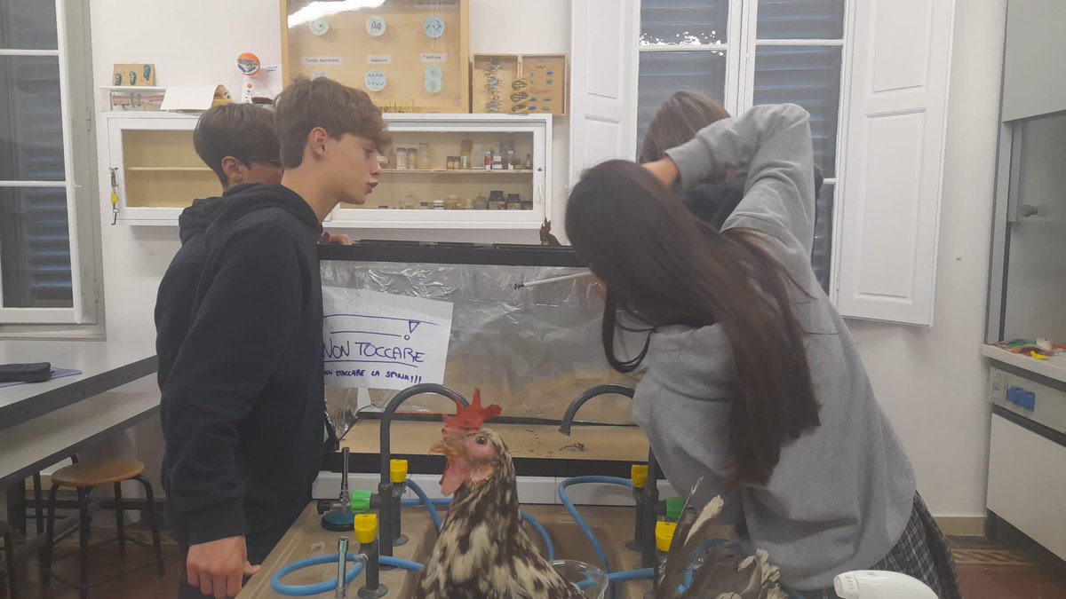 Sacrocuore's tweet photo. Anche quest'anno all’Istituto del Sacro Cuore si celebra la Settimana delle Scienze con un nuovo progetto: le ragazze e i ragazzi del Liceo scientifico hanno costruito un’incubatrice per le uova di gallina. La partecipazione, la curiosità e l'attesa da parte di tutti sono grandi. https://t.co/etJxDy5Yu2