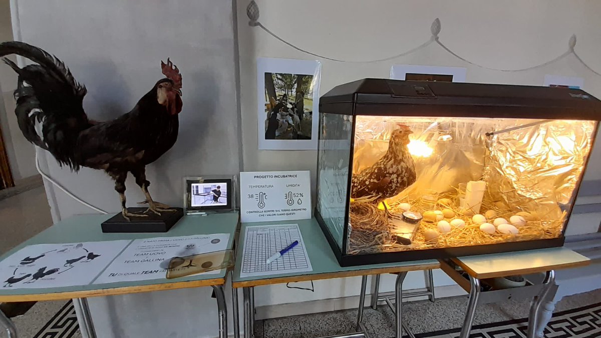 Sacrocuore's tweet photo. Anche quest'anno all’Istituto del Sacro Cuore si celebra la Settimana delle Scienze con un nuovo progetto: le ragazze e i ragazzi del Liceo scientifico hanno costruito un’incubatrice per le uova di gallina. La partecipazione, la curiosità e l'attesa da parte di tutti sono grandi. https://t.co/etJxDy5Yu2