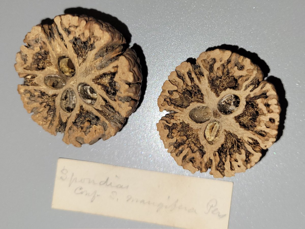 Really funky #seed sections of #Spondias pinnata ('hog plum') -an edible plant from S & SE Asia in the @NHM_Botany collections. #HerbariumLife #CuratorLife