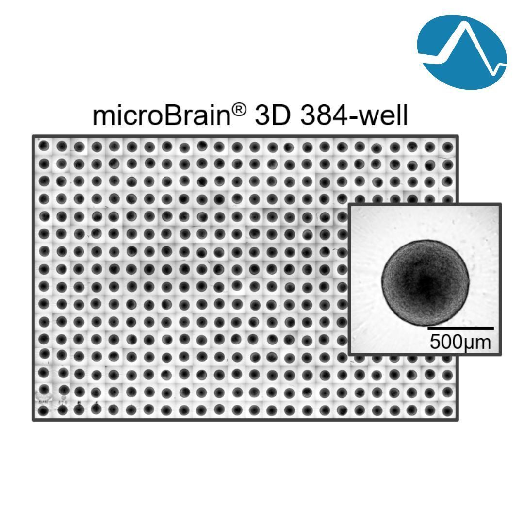 AxoSim's tweet photo. microBrain™ organoids are grown in 96-well and 384-well ultra-low attachment plates. With a single organoid per well, microBrain™ plates simplify your lab's high-throughput functional and image-based assays.

Learn more:  https://t.co/JSvAw0qSes

#microscopymonday https://t.co/hy7eey51Yq